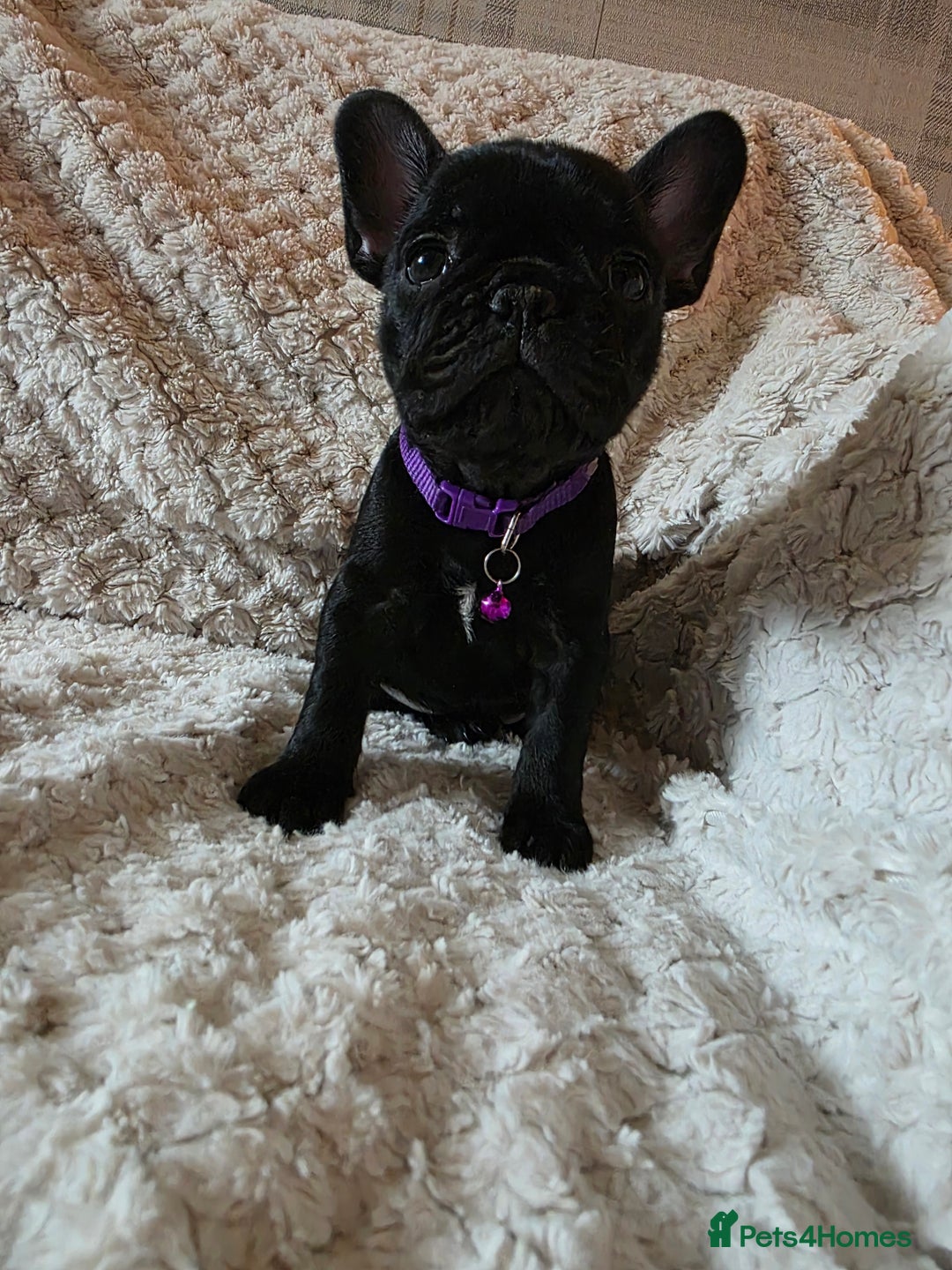 French Bulldog dogs for sale: French bulldog puppies  - Image 5