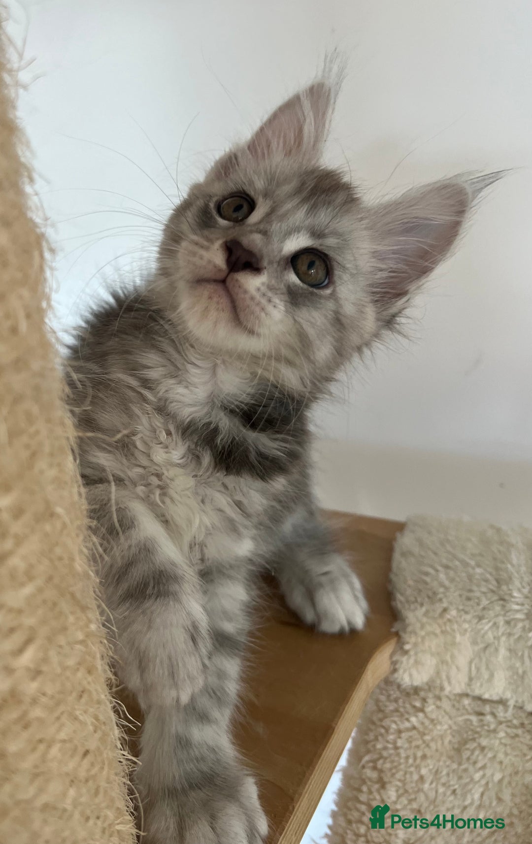 Maine Coon cats for sale: Maine Coon boy male TICA pedigree shaded  - Image 3