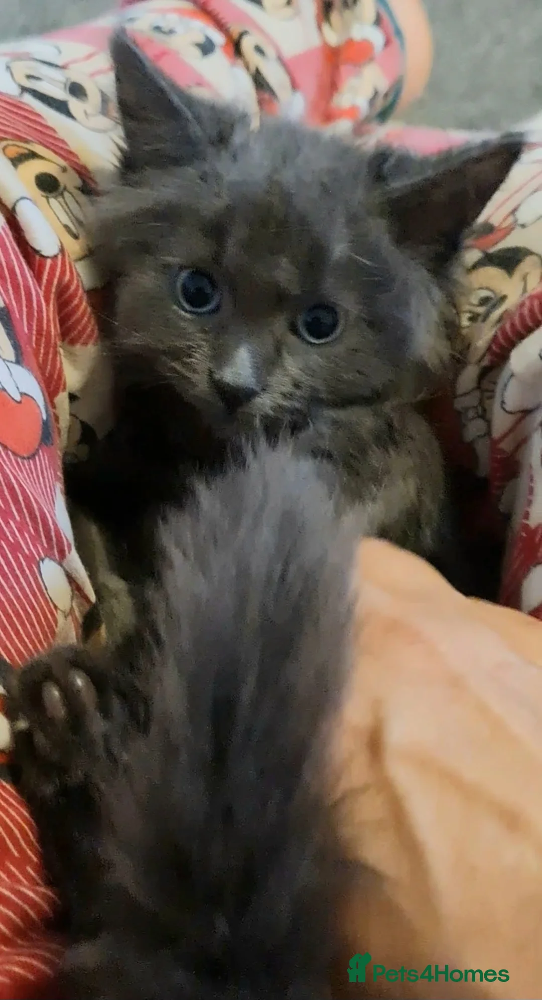 Ragdoll cats for sale: LONGHAIR/ MEDIUM HAIR RAGDOLL CROSS BSH - Advert 2