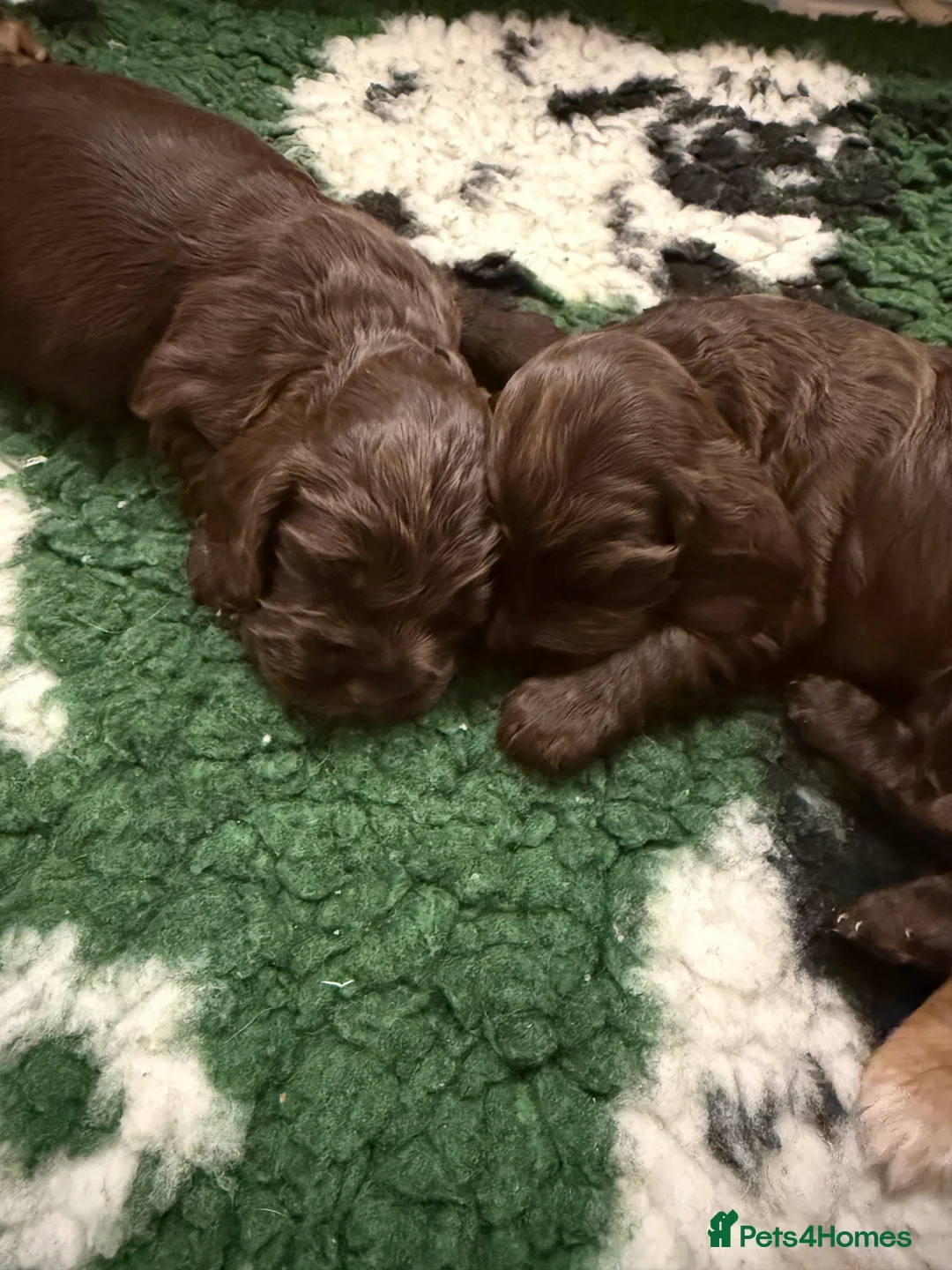 Cocker Spaniel dogs for sale: Health tested clear show cocker spaniel puppies - Advert 17