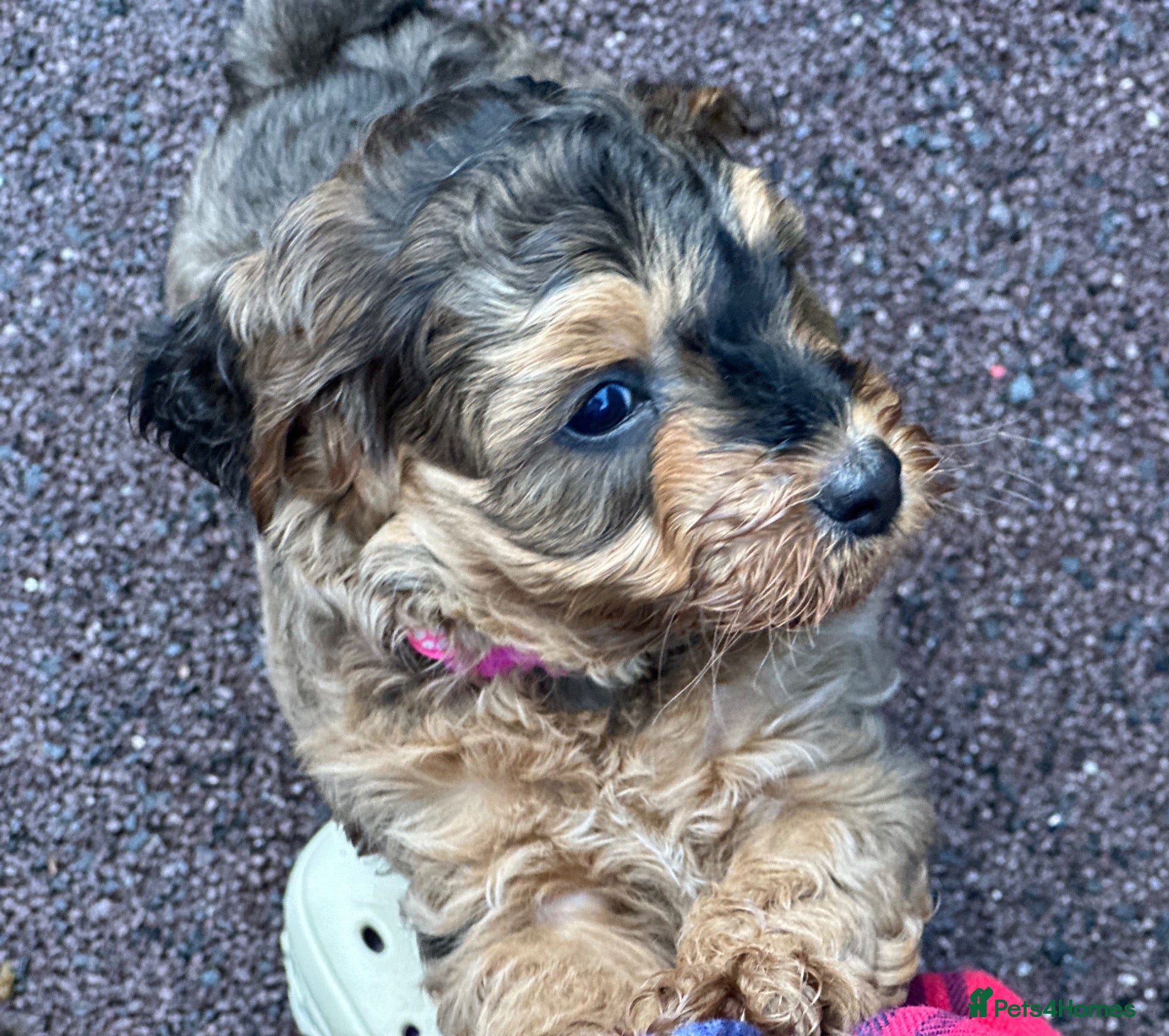 Cockapoo dogs Beautiful sable cockapoo, dna tested parents F1 - Advert 2