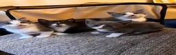Mixed Breed cats for sale:  Beautiful Maine Coon Mix Kittens - Advert 1