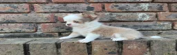 Chihuahua dogs for sale: **PRICE REDUCTION** 🐾🩶 READY TO GO LAST TINY BOY - Advert 25