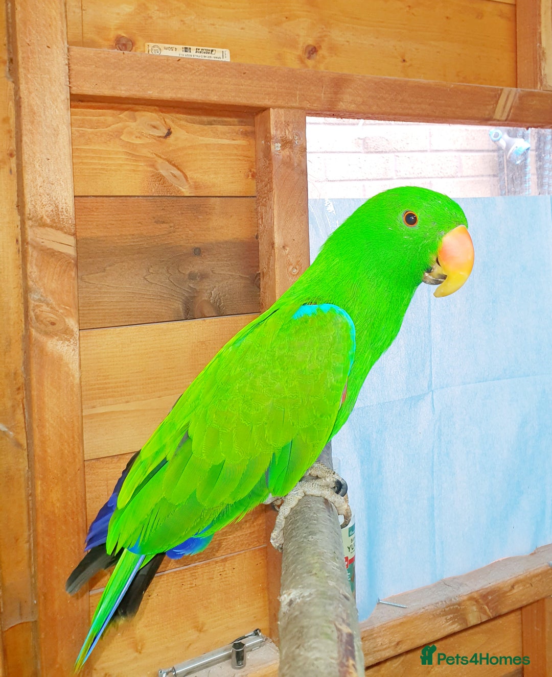 Parrots birds for sale: Eclectus pair for sale - Image 5
