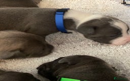 Staffordshire Bull Terrier dogs for sale: 7 beautiful blue Staffordshire bull terriers - Advert 6