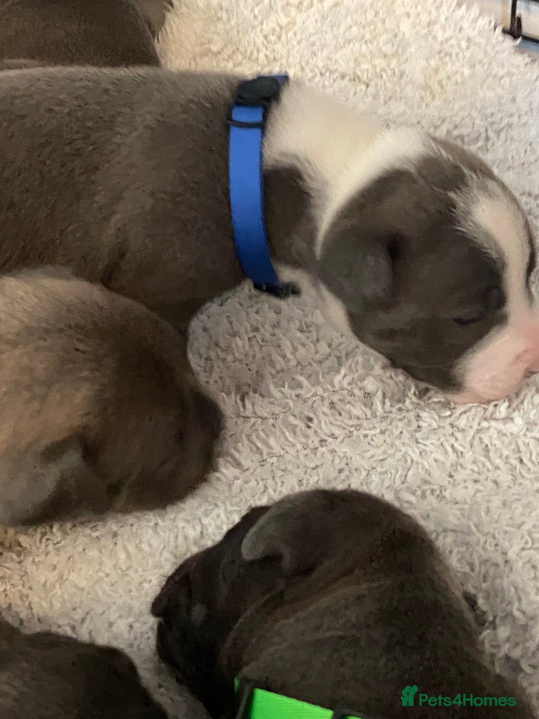 Staffordshire Bull Terrier dogs for sale: 7 beautiful blue Staffordshire bull terriers - Advert 6