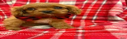 Cavalier King Charles Spaniel dogs for sale: Beautiful Cavalier King Charles babies ❤️ - Advert 6