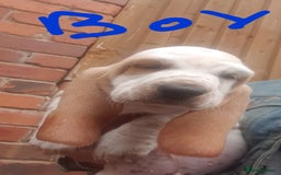 Basset Hound dogs for sale: Basset hound puppies  - Image 12