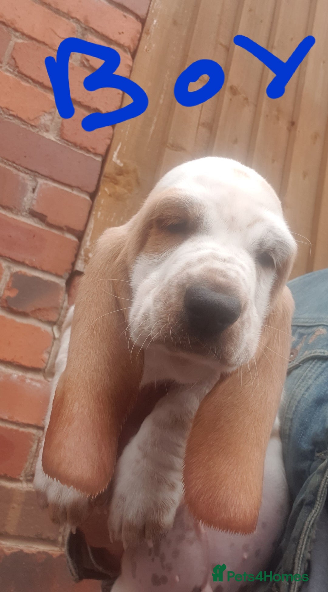 Basset Hound dogs for sale: Basset hound puppies  - Image 12