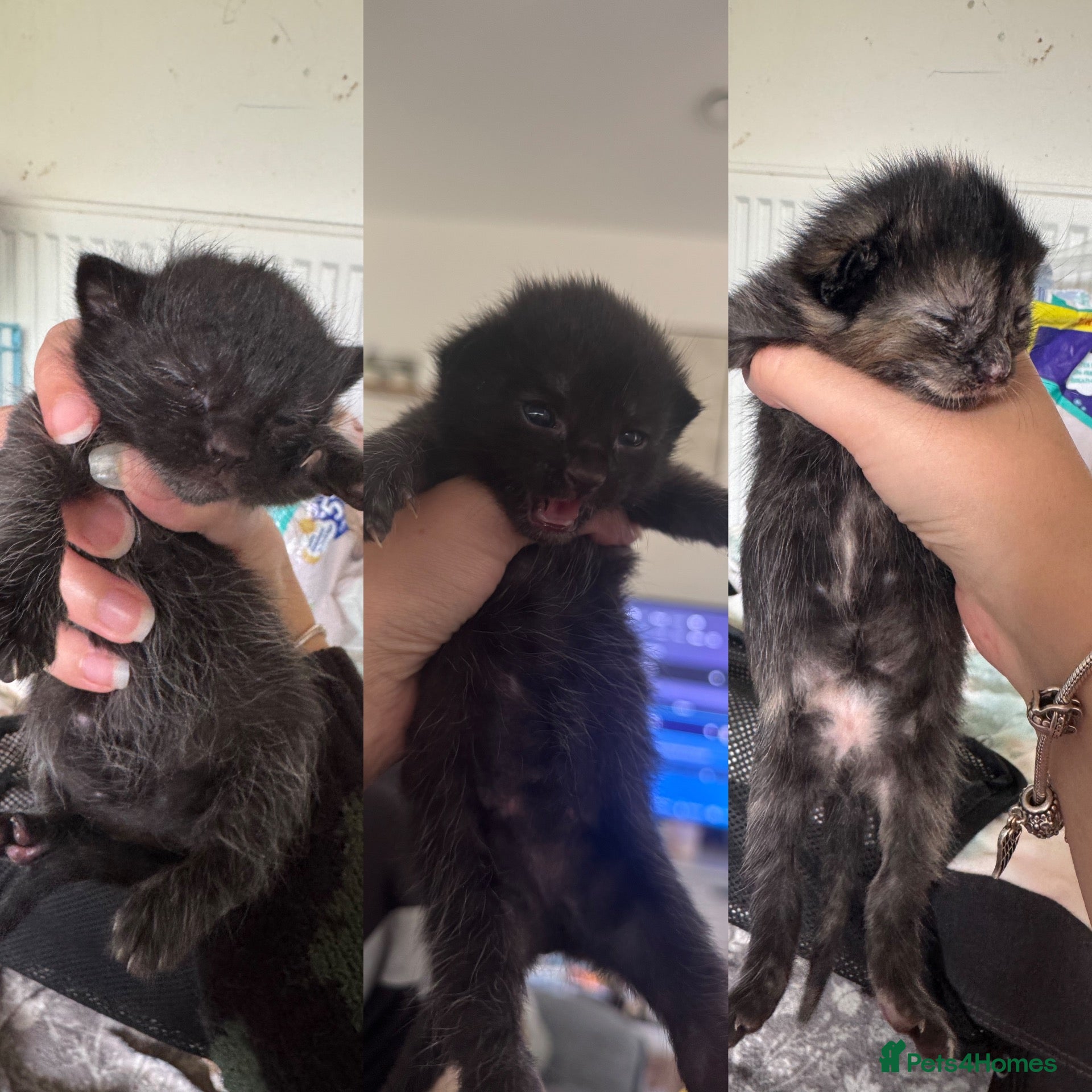Mixed Breed cats 4 beautiful kittens for sale - Advert 24