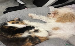 Domestic Shorthair cats for sale: Are you Bambis forever home? - Image 12