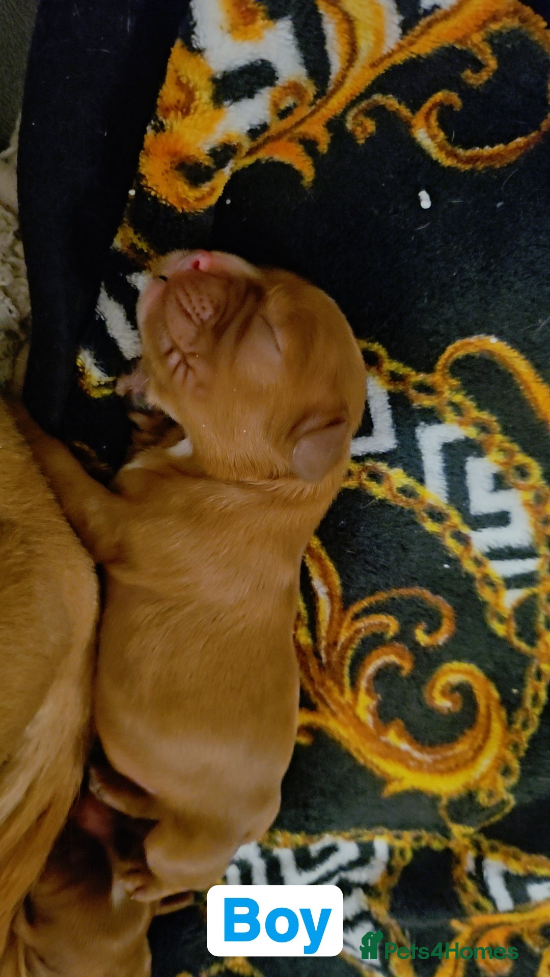 Cavalier King Charles Spaniel dogs for sale: Cavalier king charles puppys READY NOW pedigree KC - Advert 25