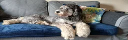Bernedoodle dogs for sale: Mini Bernedoodle puppies due in 3 weeks - Advert 1