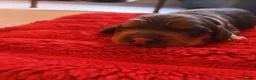 Cockapoo dogs for sale: Fb1 puppies  in Shepperton - Advert 5