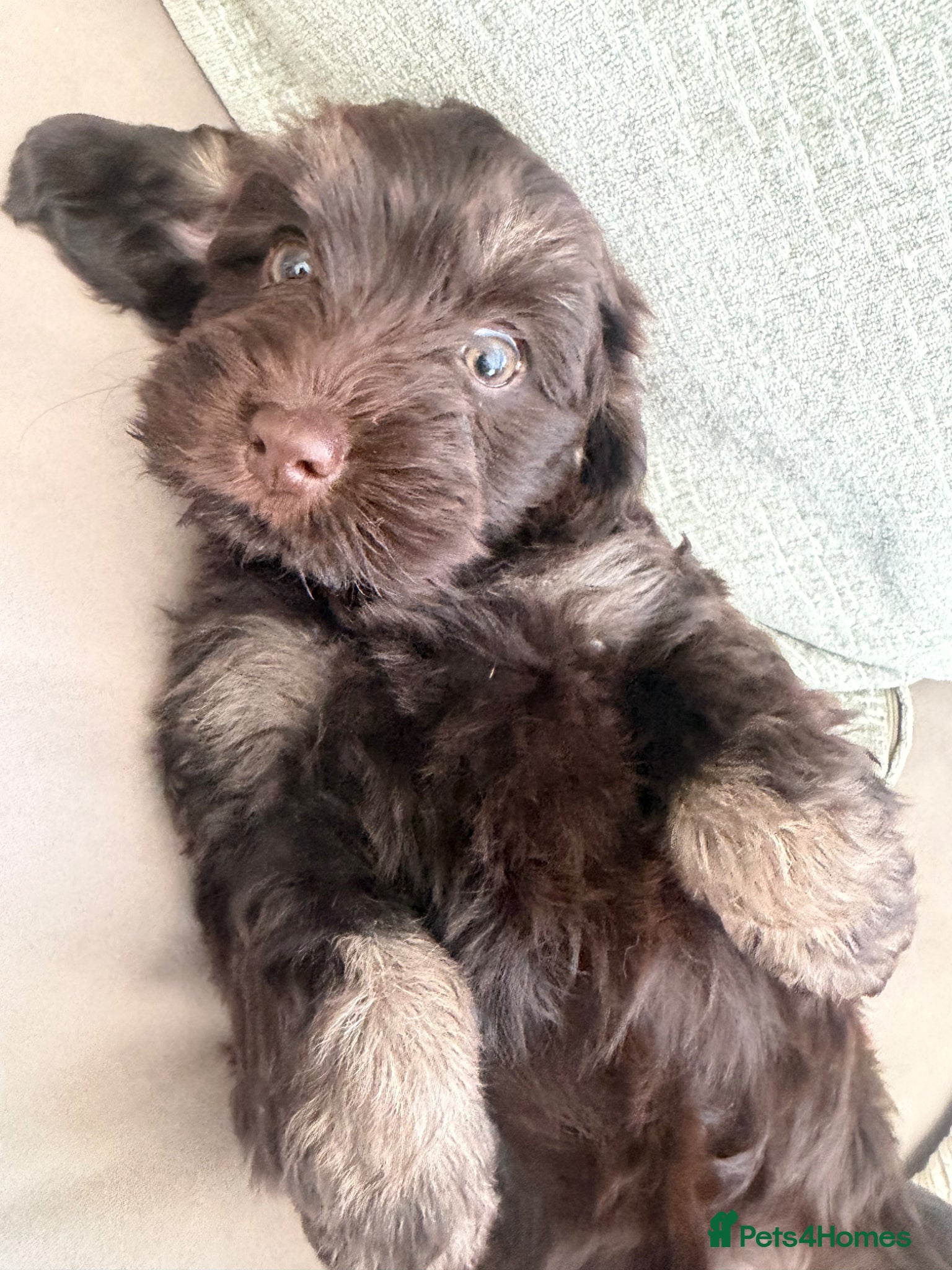 Cockapoo dogs  Cockapoo Puppies 🐾 READY NOW 🐾 - Advert 1