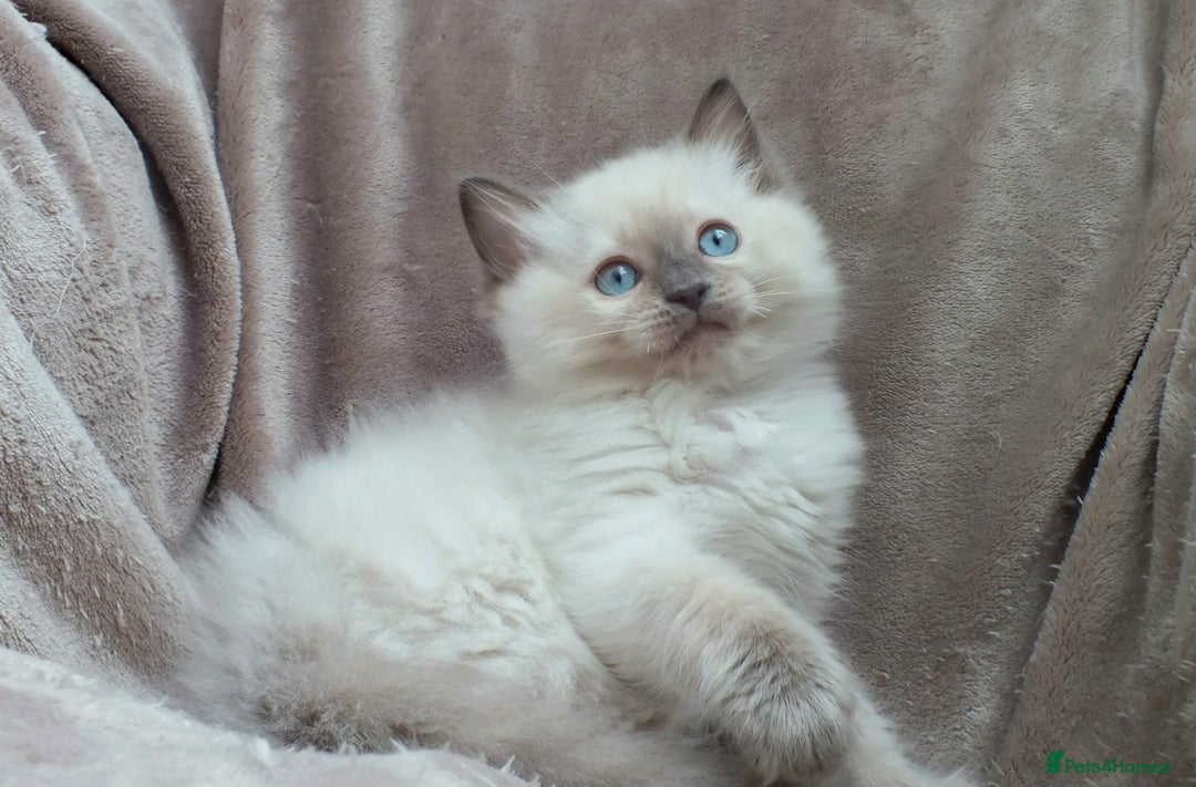 Ragdoll cats for sale: GCCF PET/ACTIVE KITTENS CHAMPION IMP BLOODLINES - Image 32