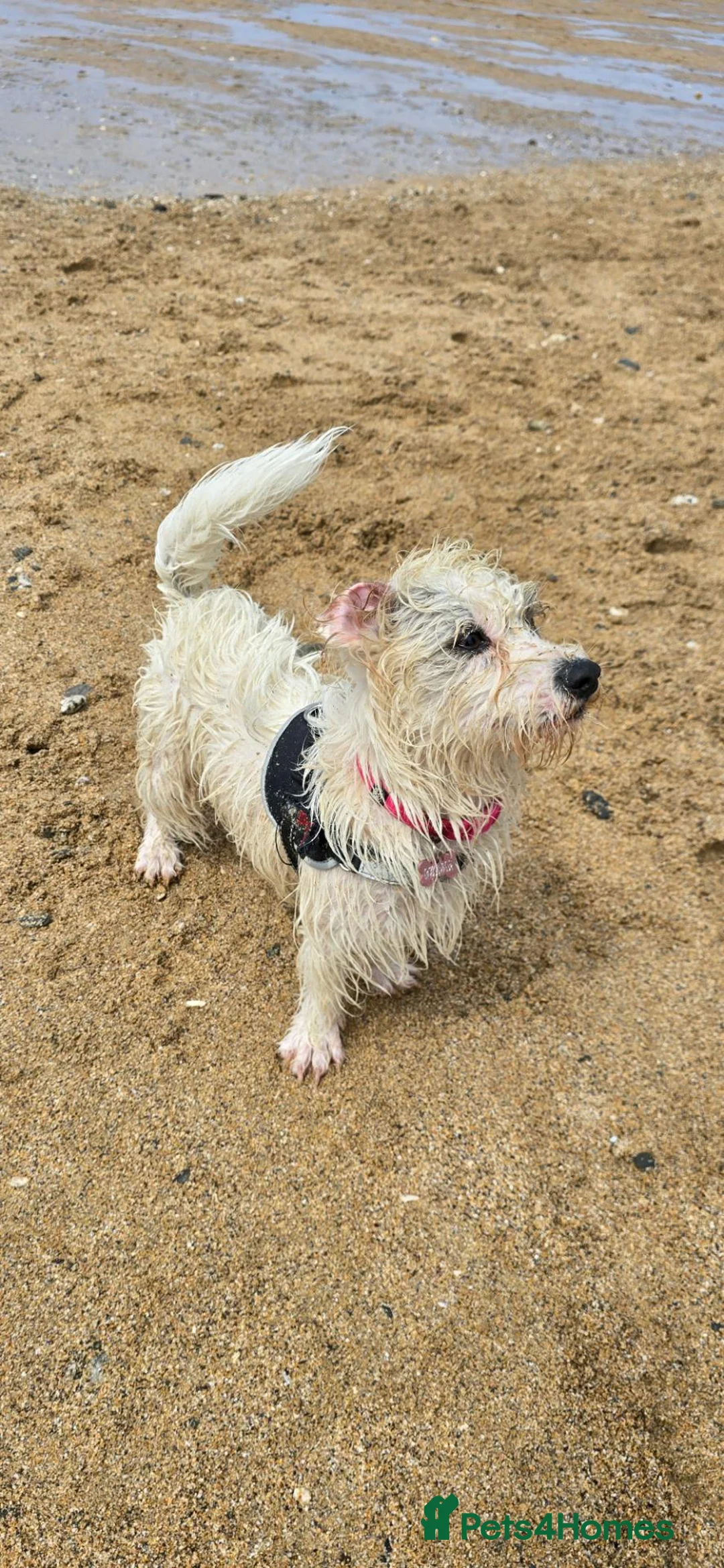 Mixed Breed dogs for sale: Dora needs a new home in Paignton - Advert 9