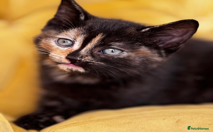 Mixed Breed cats - Advert 14