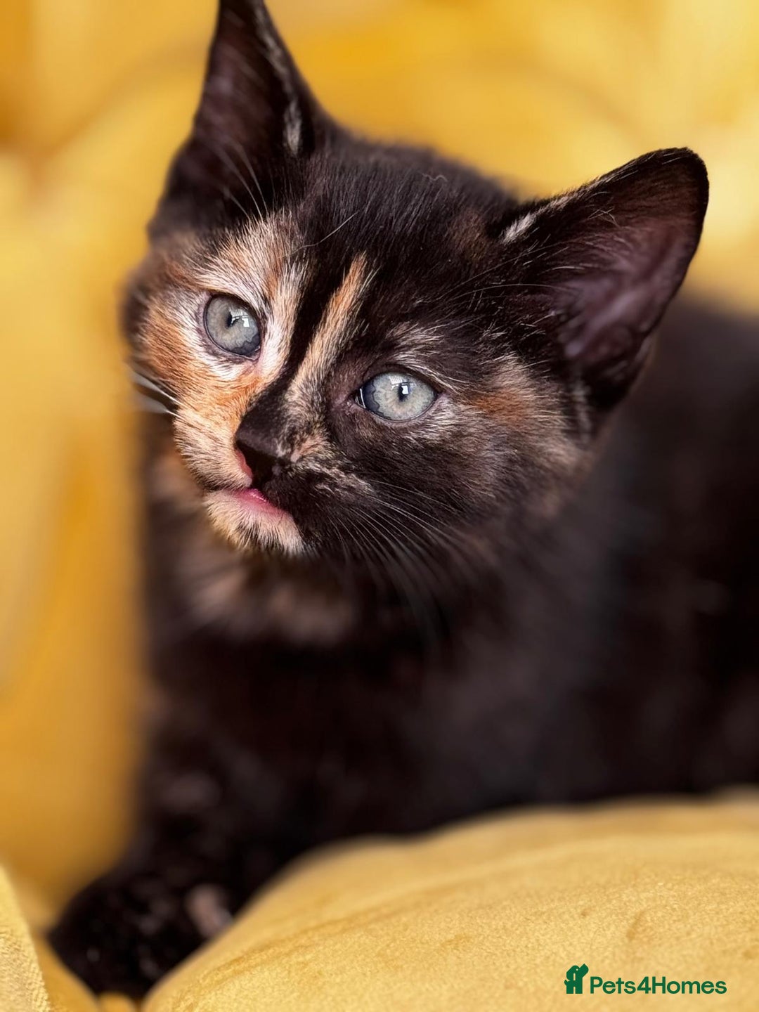 Mixed Breed cats for sale: Sweets in their pure form and without calories. - Image 1