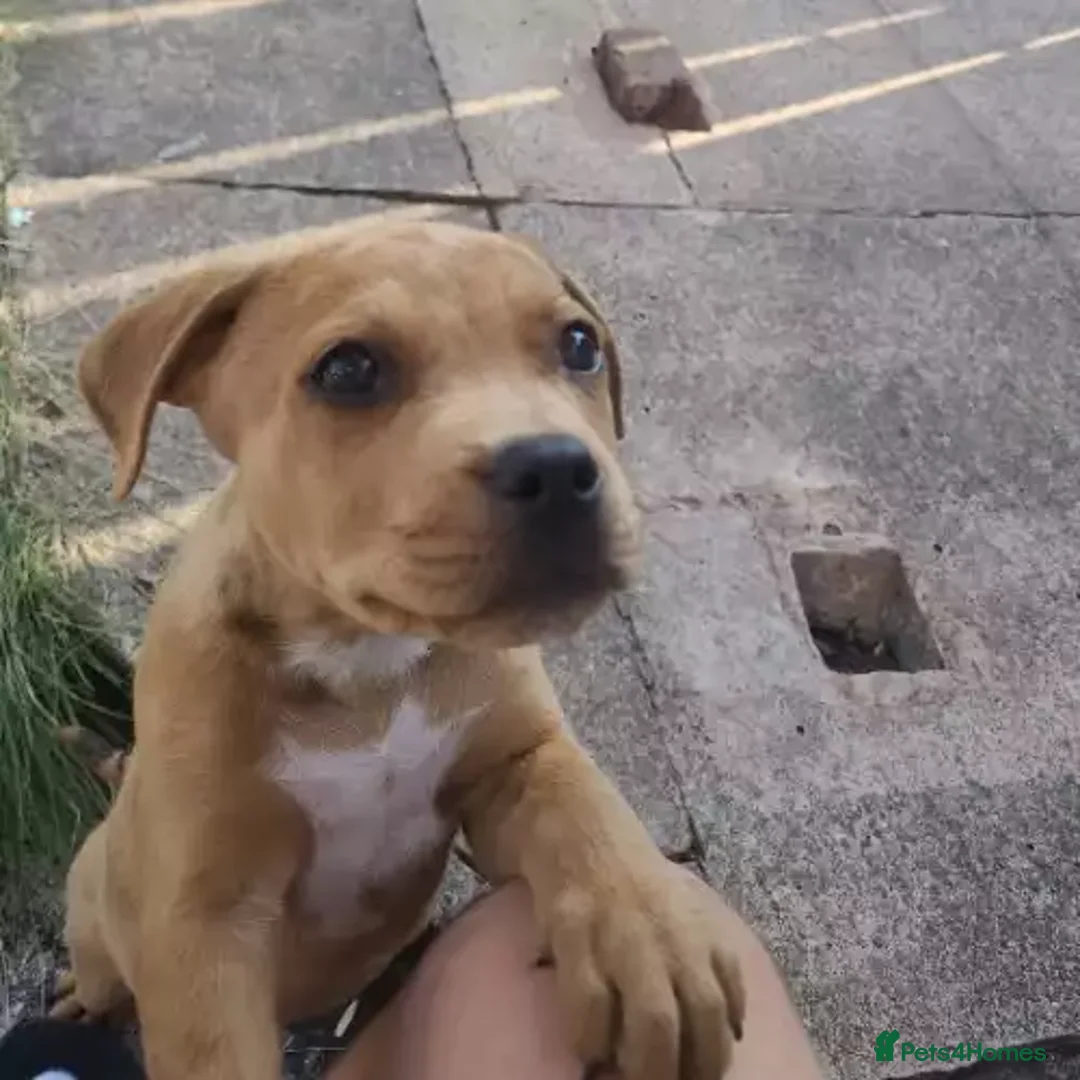 Rottweiler dogs for sale: Rottweiler - Advert 2