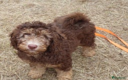 Labradoodle dogs for sale: Outstanding Part Trained Labradoodles F1b - Image 2