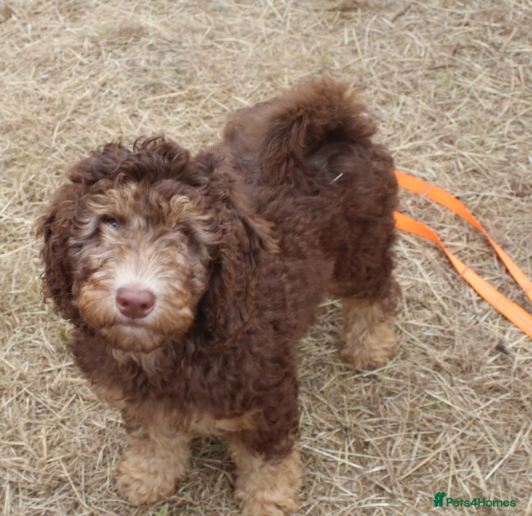 Labradoodle dogs for sale: Outstanding Part Trained Labradoodles F1b - Image 2