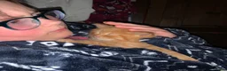 Turkish Angora cats for sale: 6 x Turkish Angora kittens - longhaired stunners - Advert 10