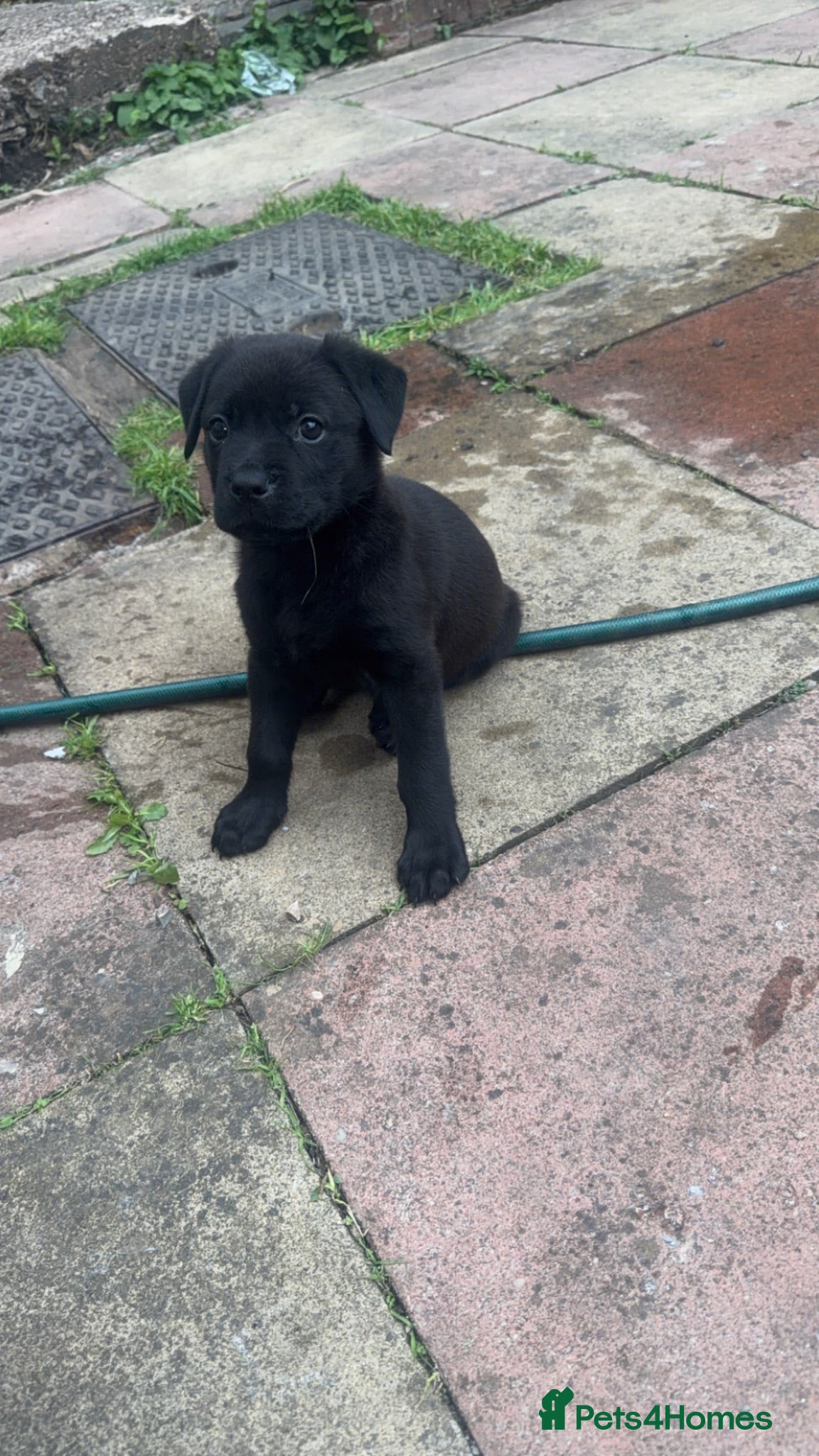 Mixed Breed dogs Narla  - Advert 1