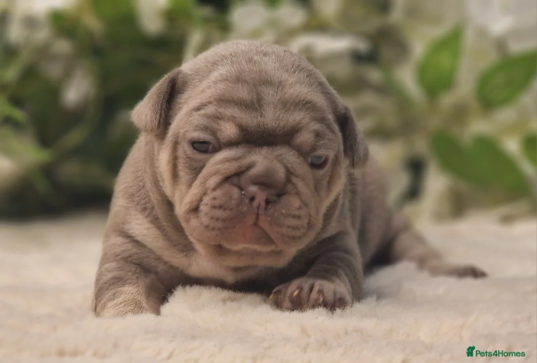 French Bulldog dogs for sale: 💥👀 NEW SHADE ISABELLA, MERLE TRI LILAC   - Advert 19