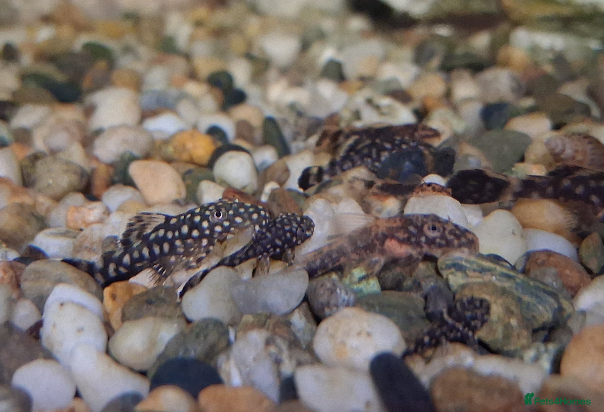 Plecos fish Bristlenose pleco babies - Advert 6