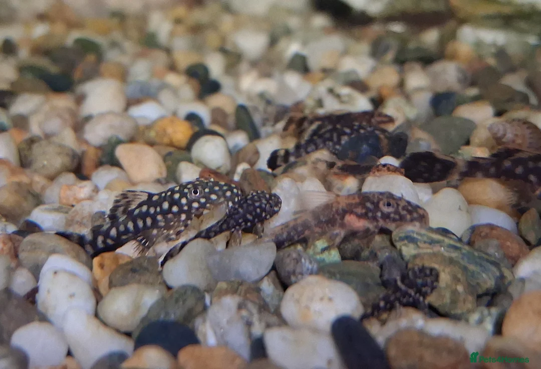 Plecos fish for sale: Bristlenose pleco babies in Newport - Advert 1