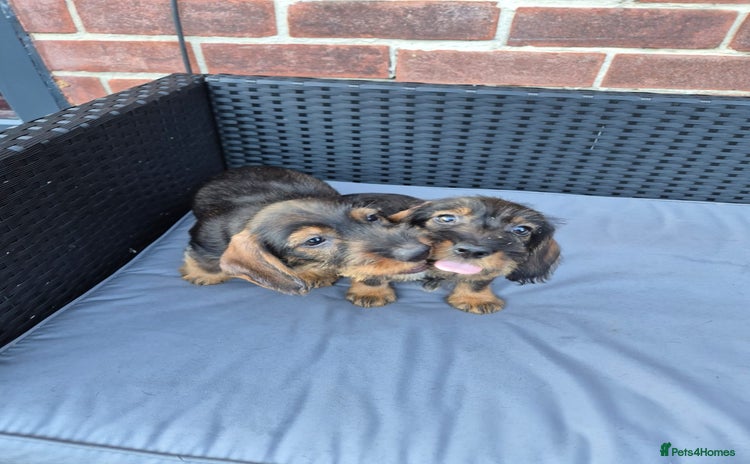 Dachshund dogs - Advert 2