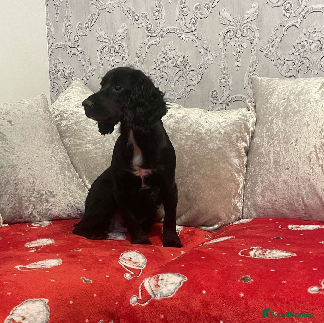 Cocker Spaniel dogs for sale: PEDIGREE WORKING COCKER SPANIEL PUPPIES  - Advert 5