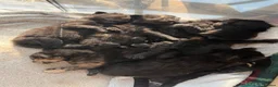 Mixed Breed cats for sale: 6 beautiful, playful, healthy long haired kittens  in Newport - Advert 1