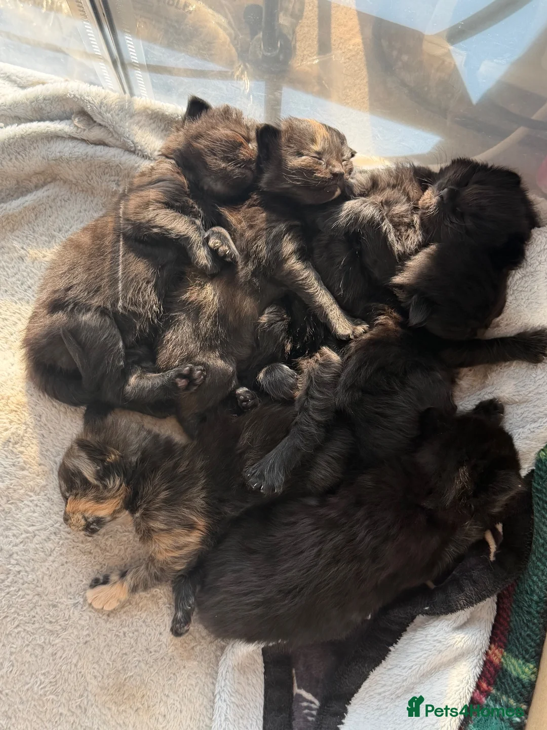Mixed Breed cats for sale: 6 beautiful, playful, healthy long haired kittens  in Newport - Advert 1