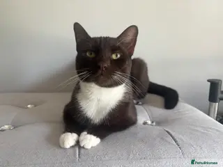 Mixed Breed cats Tuxedo Cat - Advert 1