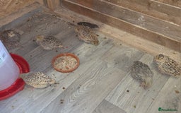 Quail poultry for sale: Quail  - Image 5