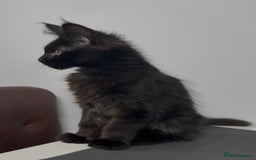 Maine Coon cats for sale: XL maine coon kittens Russia bloodlines Ready Now in Spalding - Image 9
