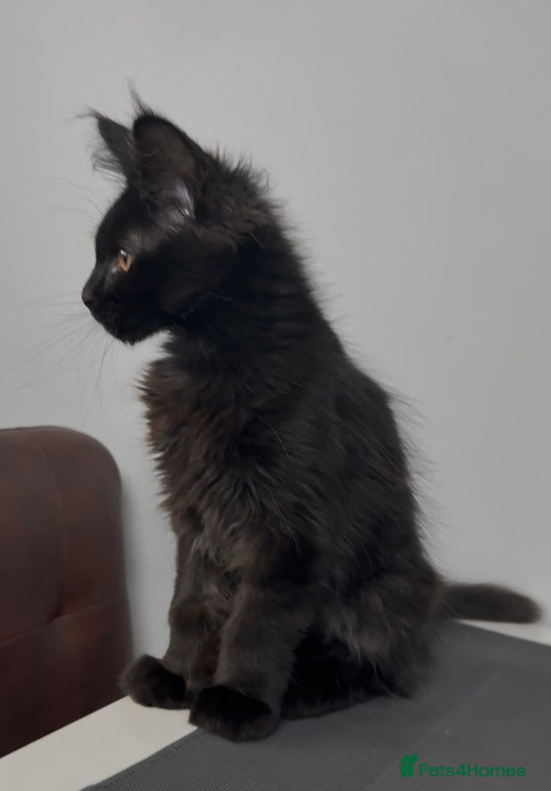Maine Coon cats for sale: XL maine coon kittens Russia bloodlines Ready Now in Spalding - Image 9