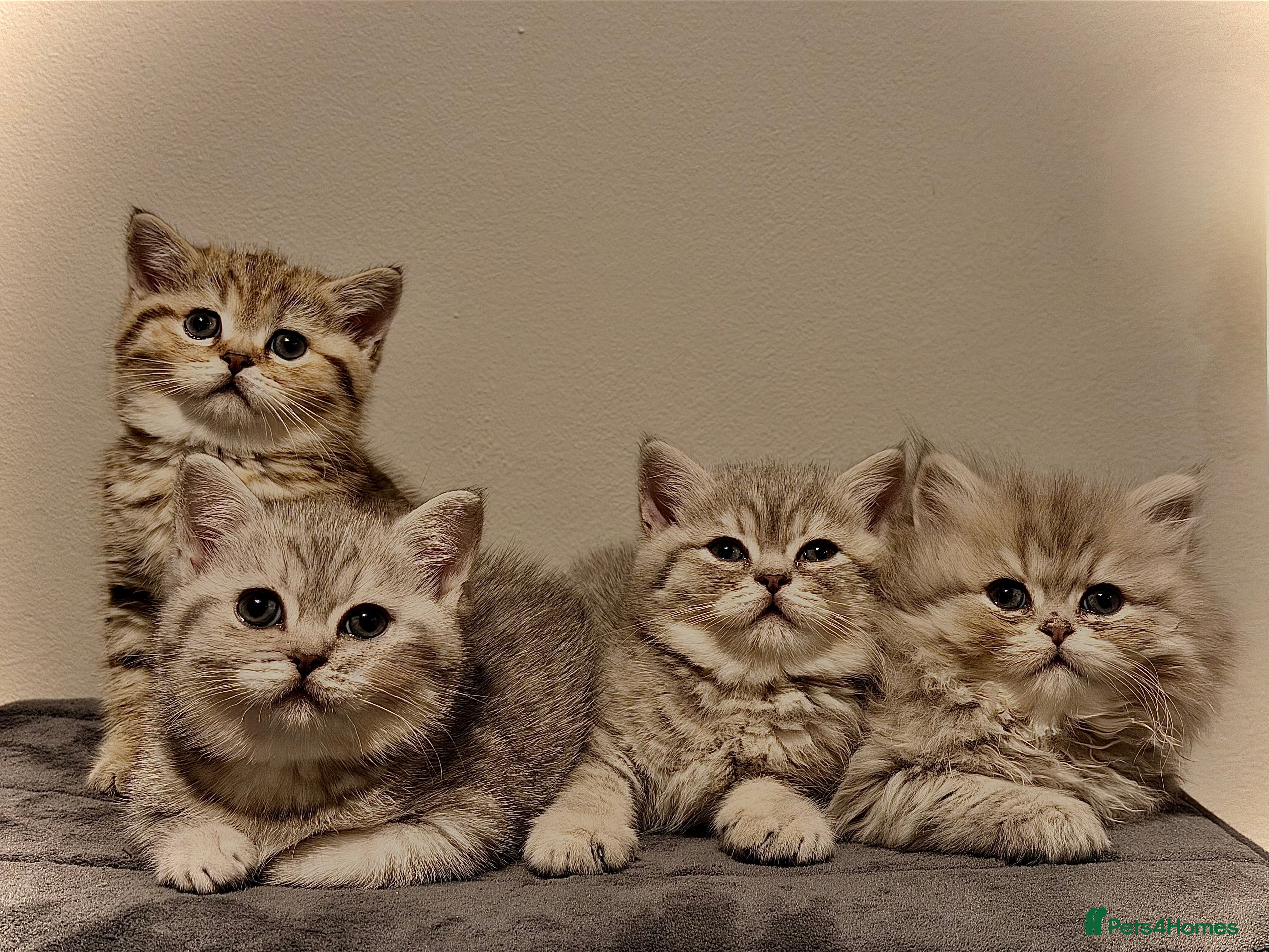 British Shorthair cats Adorable BSH/BLH kittens  - Advert 12