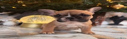 French Bulldog dogs for sale: Champion Sired last female Fawn French bulldog - Advert 25