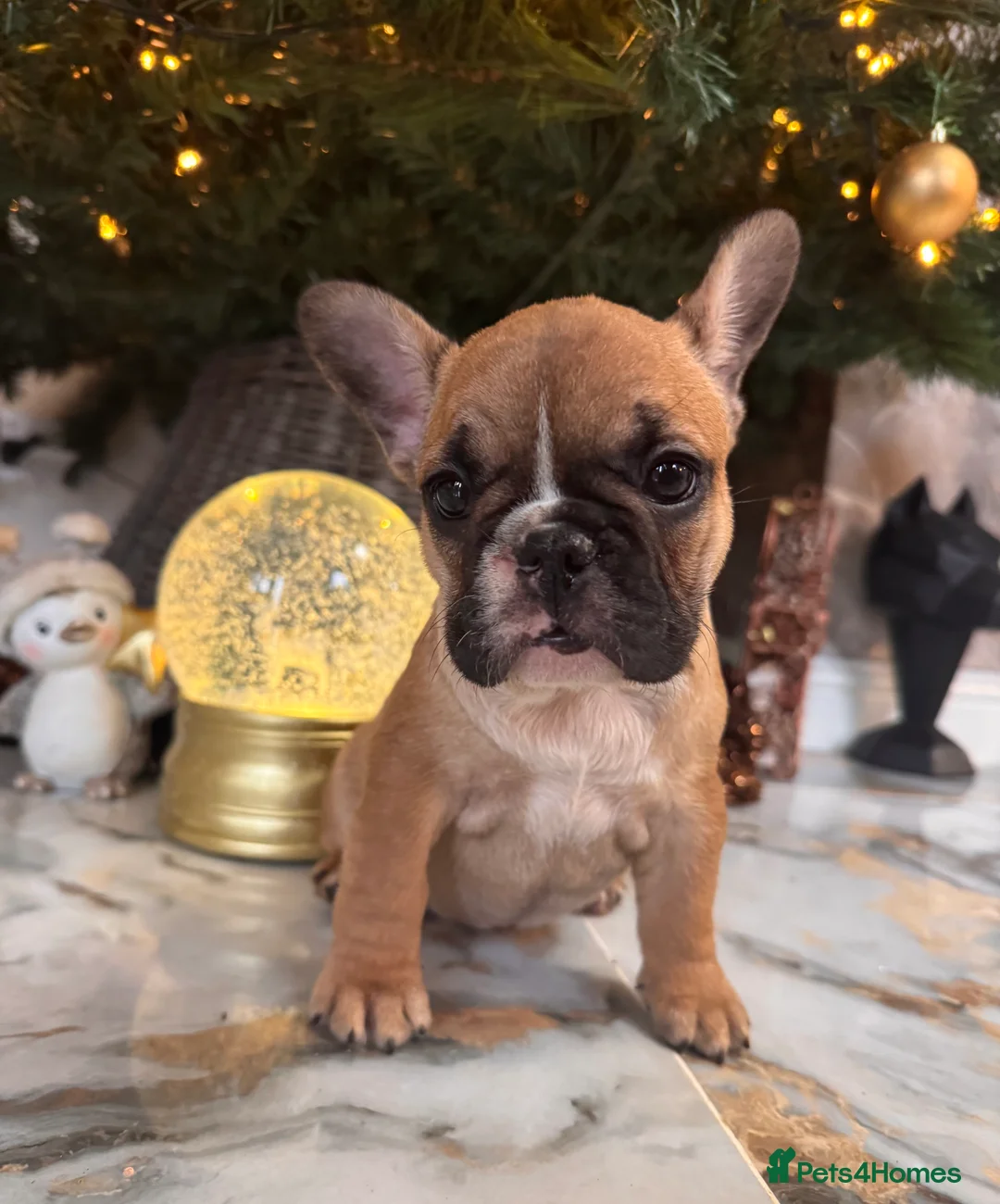 French Bulldog dogs for sale: Champion Sired last female Fawn French bulldog - Advert 23