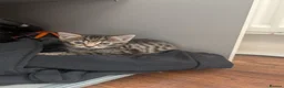 Mixed Breed cats for sale: 4 adorable kittens looking for a future home - Advert 15