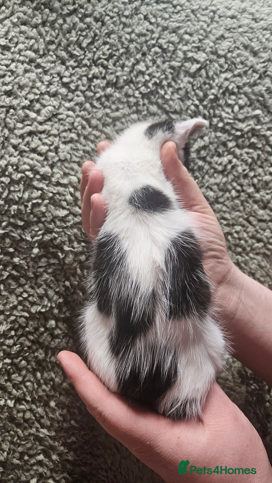 Mixed Breed cats for sale: Kittens  - Advert 8