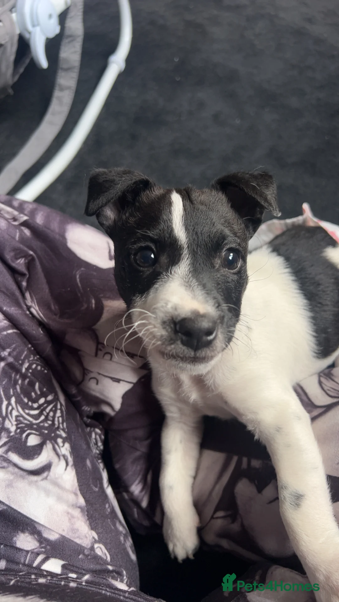 Jack Russell dogs for sale: Female Jack Russel  - Advert 33