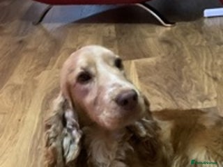 Cocker Spaniel dogs in Abergele - Advert 31