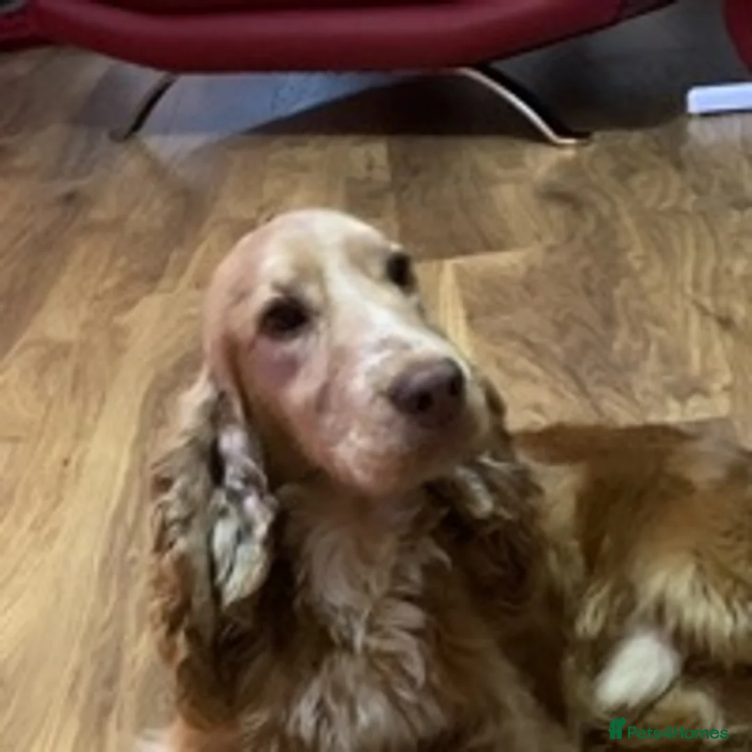 Cocker Spaniel dogs for stud: KC reg Show type proven stud  health tested. in Abergele - Advert 1