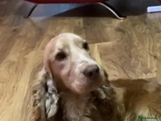 Cocker Spaniel dogs KC reg Show type proven stud health tested. in Abergele - Advert 11