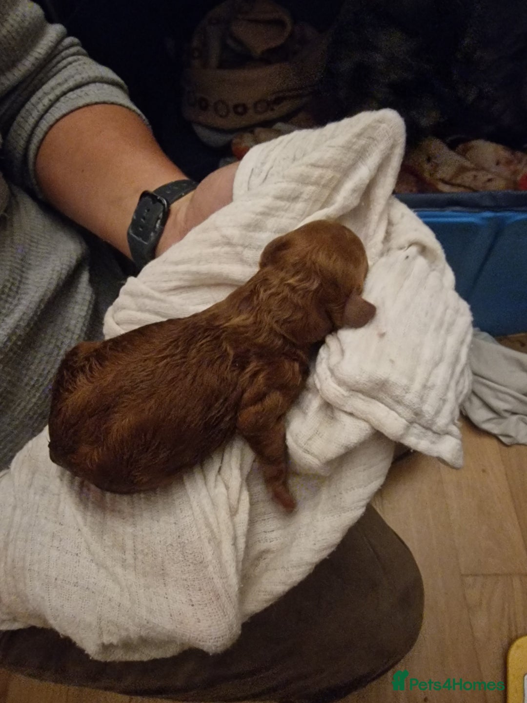 Cockapoo dogs for sale: Apricot coloured cockapoo boy - Advert 25