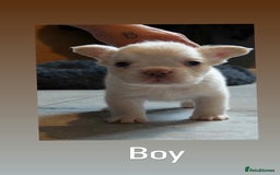 French Bulldog dogs for sale: Fluffy French bulldog  - Image 6